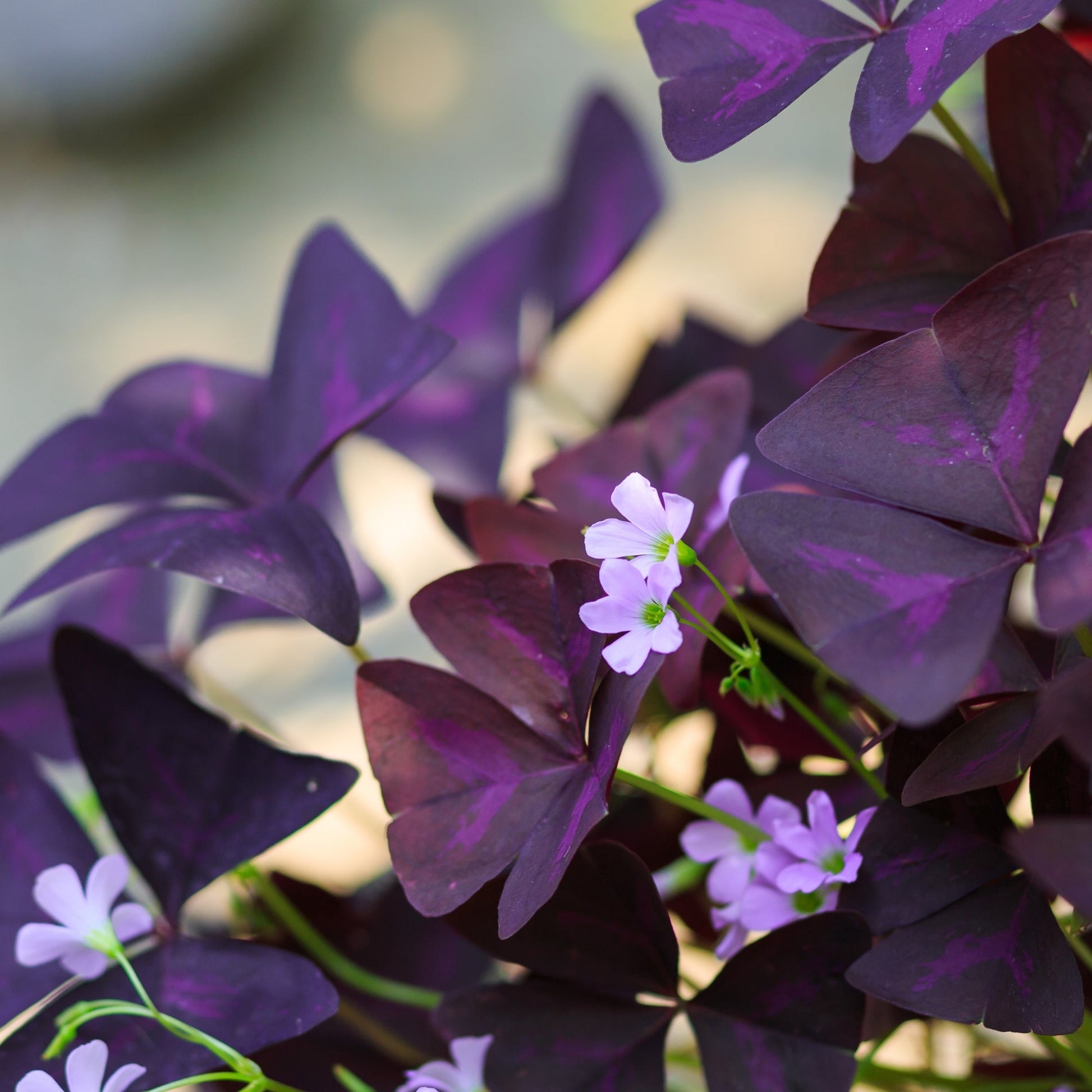 charmed wine plant indoor CHARMED® Wine Shamrock – Jardineries Botanix