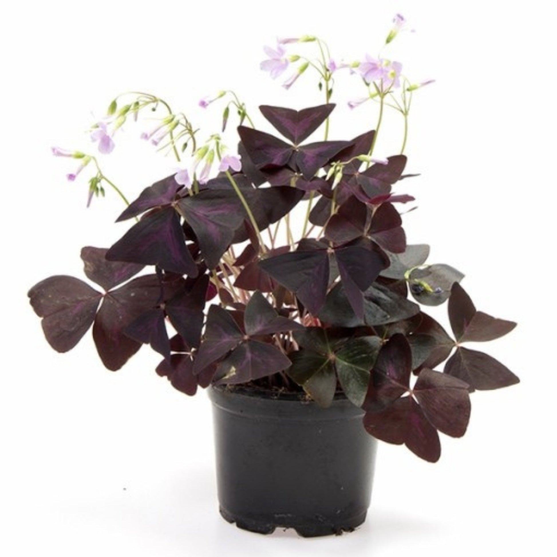 charmed wine plant indoor CHARMED® Wine Shamrock – Jardineries Botanix