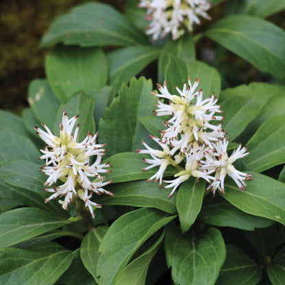 Japanese Spurge