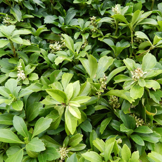 Japanese Spurge