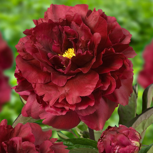 Black Beauty' Peony