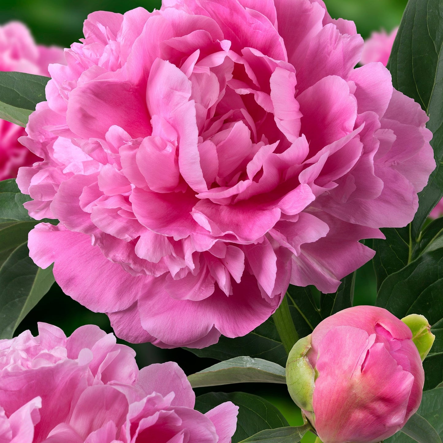 Pivoine 'Jacorma'