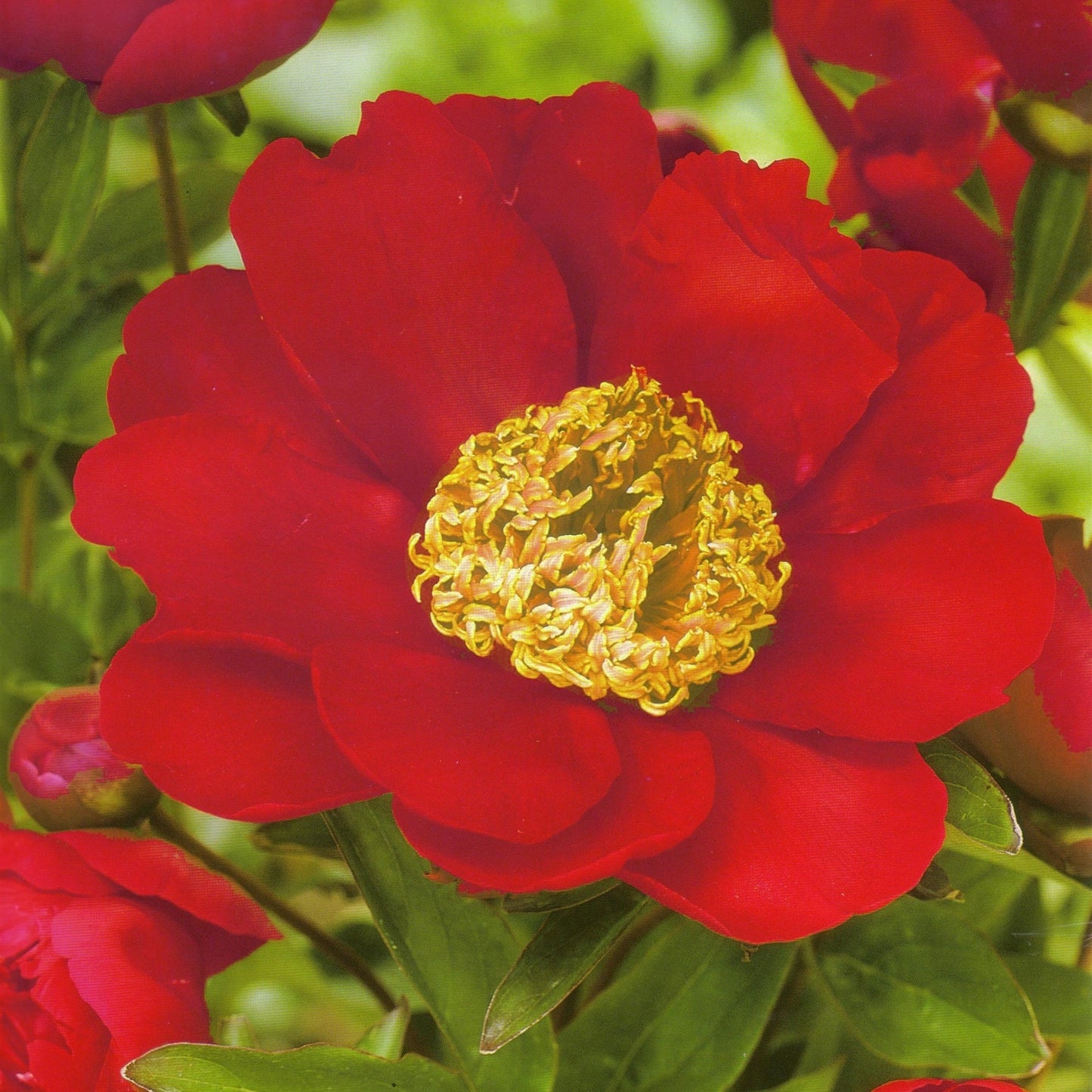 Nippon Beauty' Peony