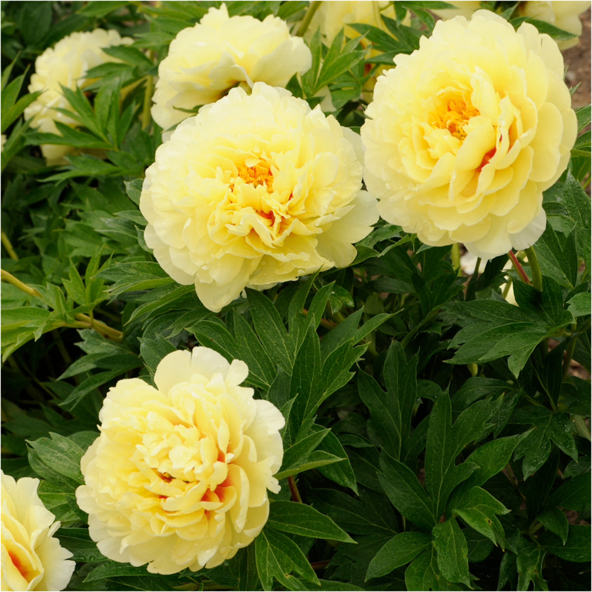 Bartzella Itoh Peony - Fedco Seeds