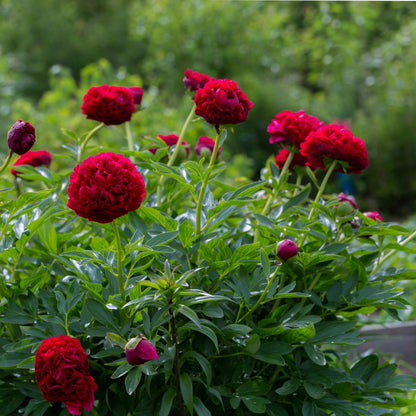 Paeonia 'Red Charm' – Red Charm Peony