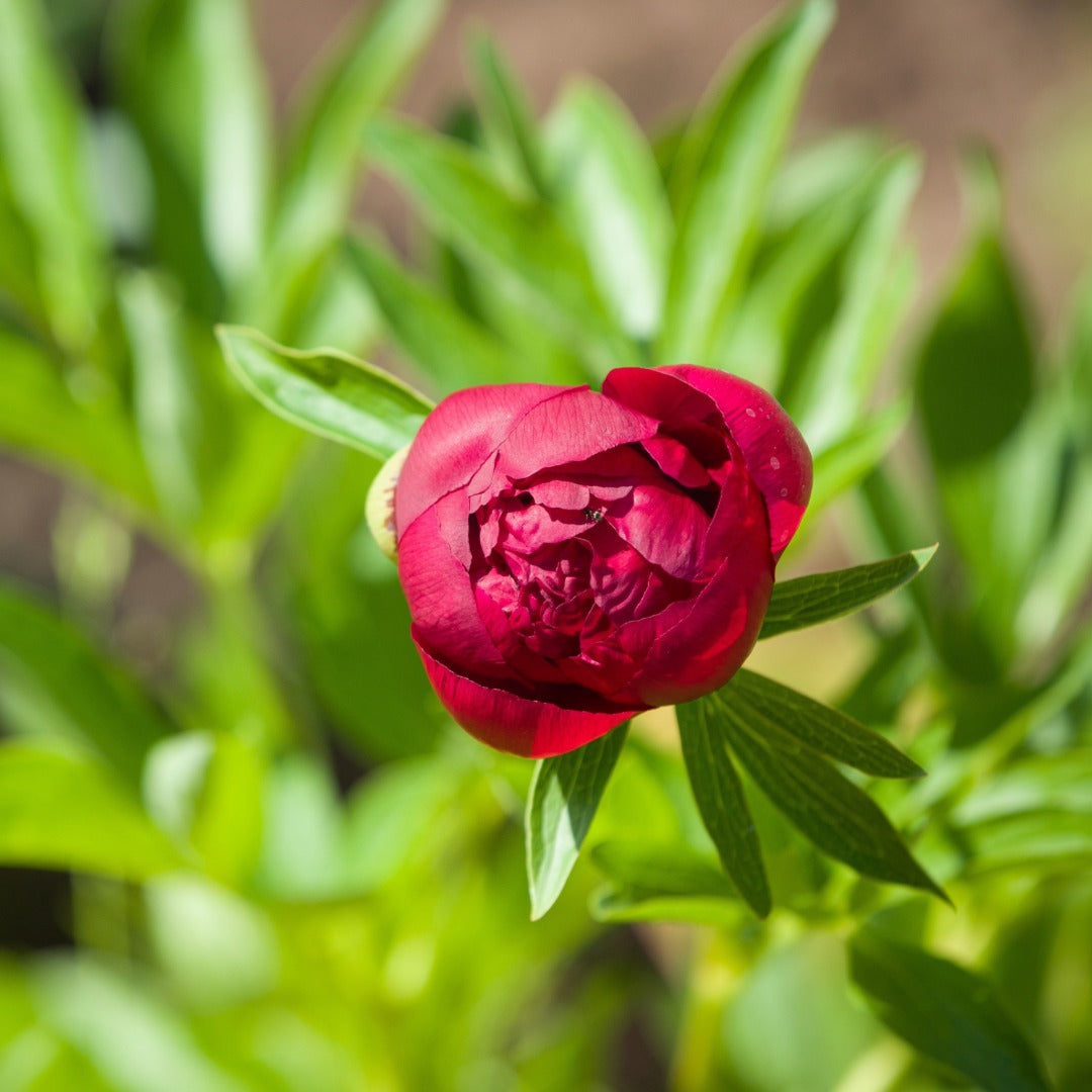Paeonia 'Red Charm' – Red Charm Peony