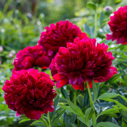 Paeonia 'Red Charm' – Red Charm Peony