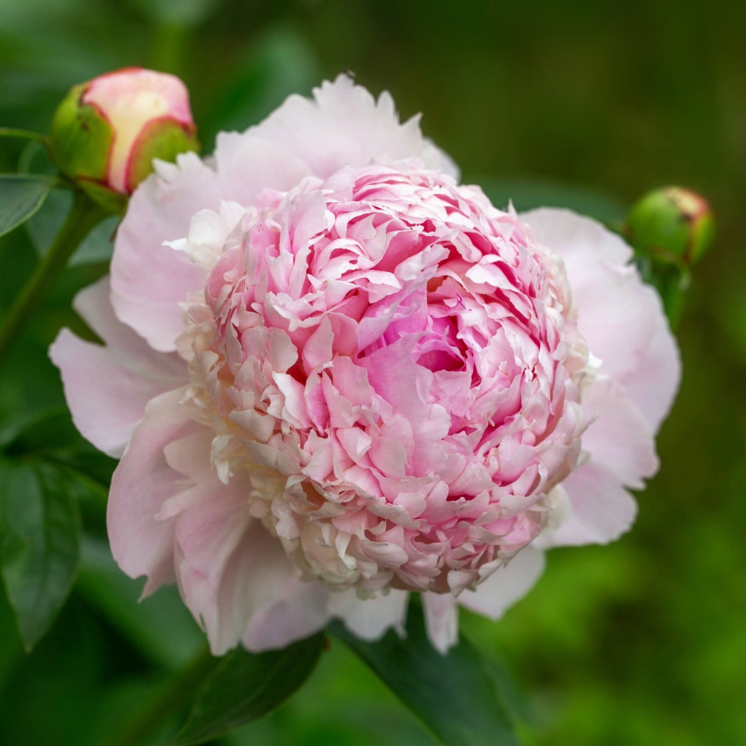Paeonia lactiflora 'Angel Cheeks' – Angel Cheeks Peony