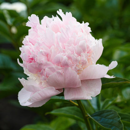 Paeonia lactiflora 'Angel Cheeks' – Angel Cheeks Peony