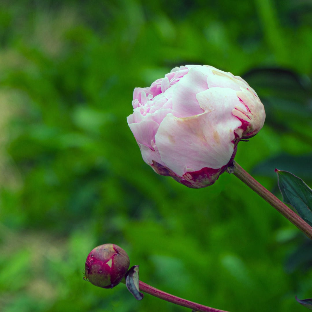 Paeonia lactiflora 'Angel Cheeks' – Angel Cheeks Peony