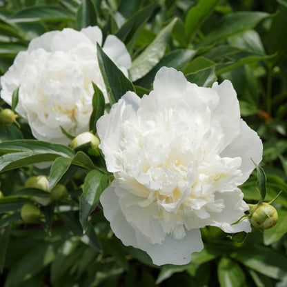 Paeonia lactiflora 'Duchesse de Nemours' – Duchesse de Nemours Peony