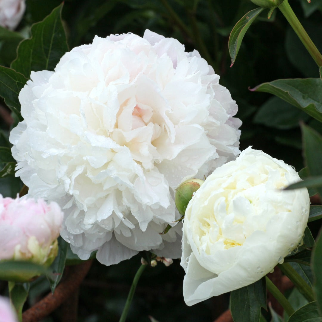 Paeonia lactiflora 'Duchesse de Nemours' – Duchesse de Nemours Peony