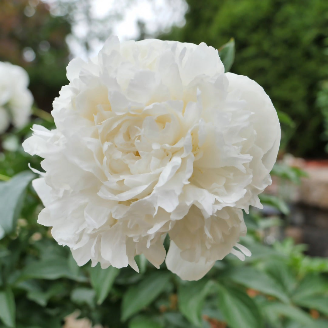 Paeonia lactiflora 'Duchesse de Nemours' – Duchesse de Nemours Peony