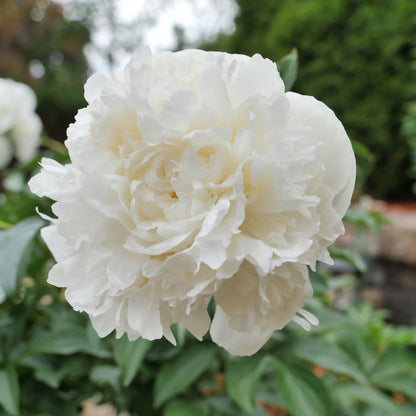 Paeonia lactiflora 'Duchesse de Nemours' – Duchesse de Nemours Peony