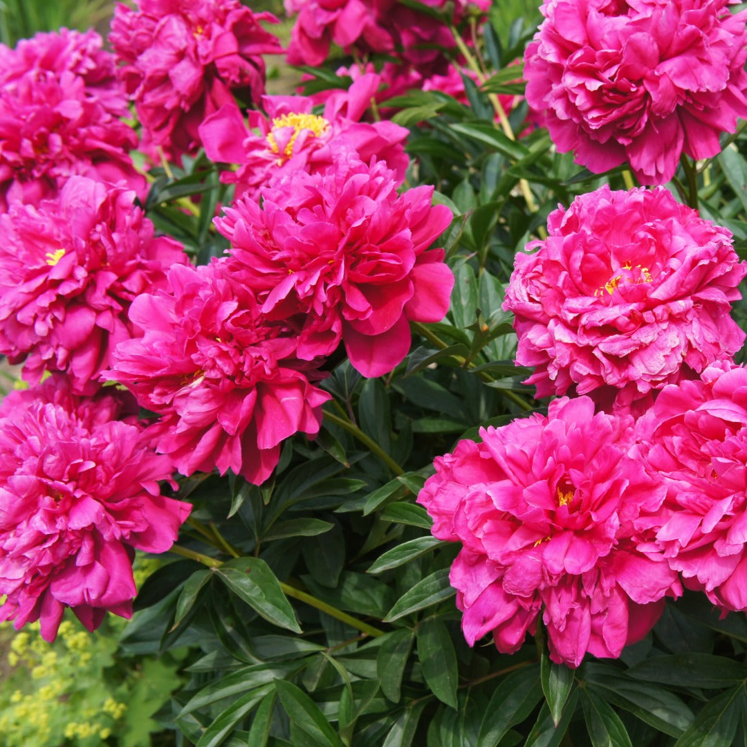 Paeonia lactiflora 'Kansas' – Kansas Peony