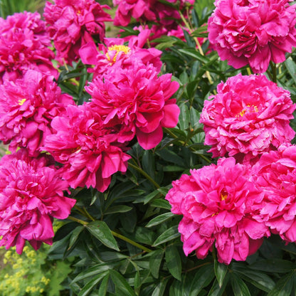 Paeonia lactiflora 'Kansas' – Kansas Peony