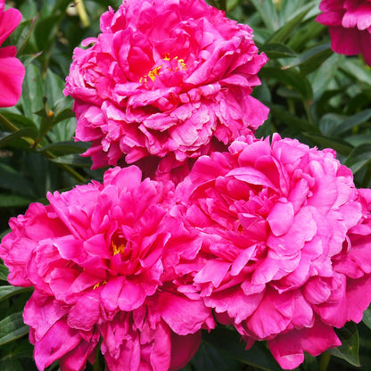 Paeonia lactiflora 'Kansas' – Kansas Peony