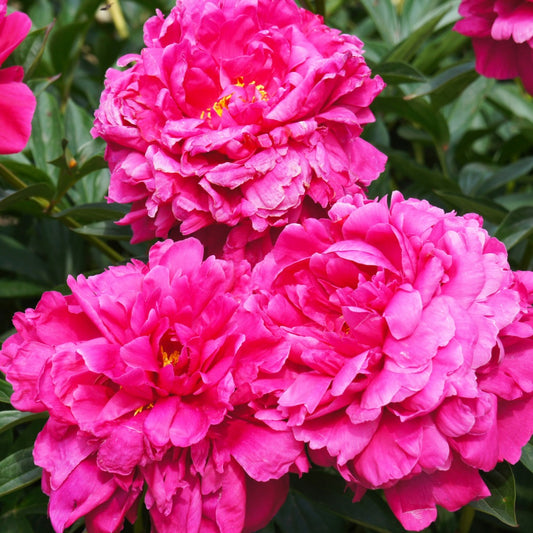 Paeonia lactiflora 'Kansas' – Kansas Peony