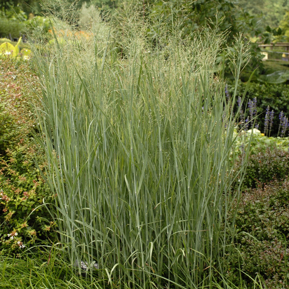 Panic érigé 'Heavy Metal' – Jardineries Botanix