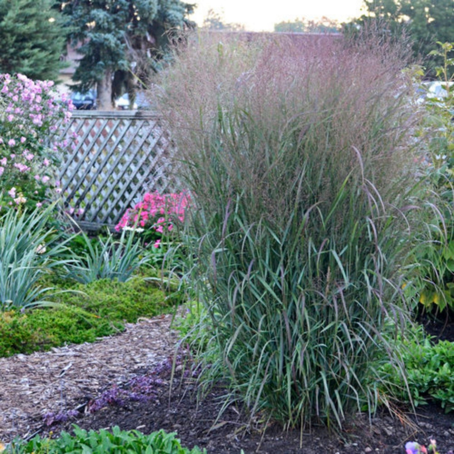 PRAIRIE WINDS® Apache Rose Switch Grass