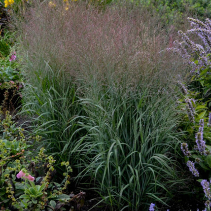 PRAIRIE WINDS® Apache Rose Switch Grass