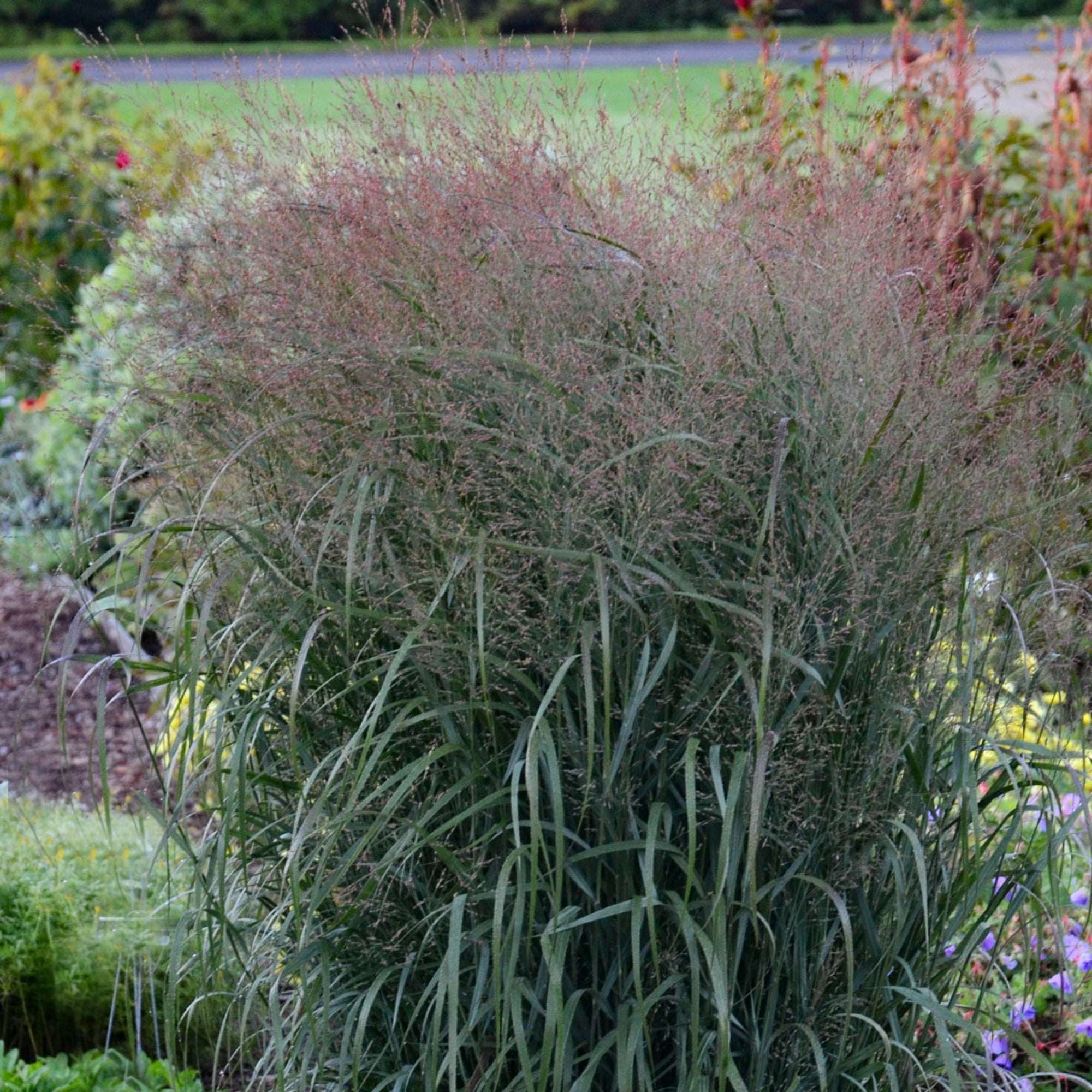 PRAIRIE WINDS® Apache Rose Switch Grass – Jardineries Botanix