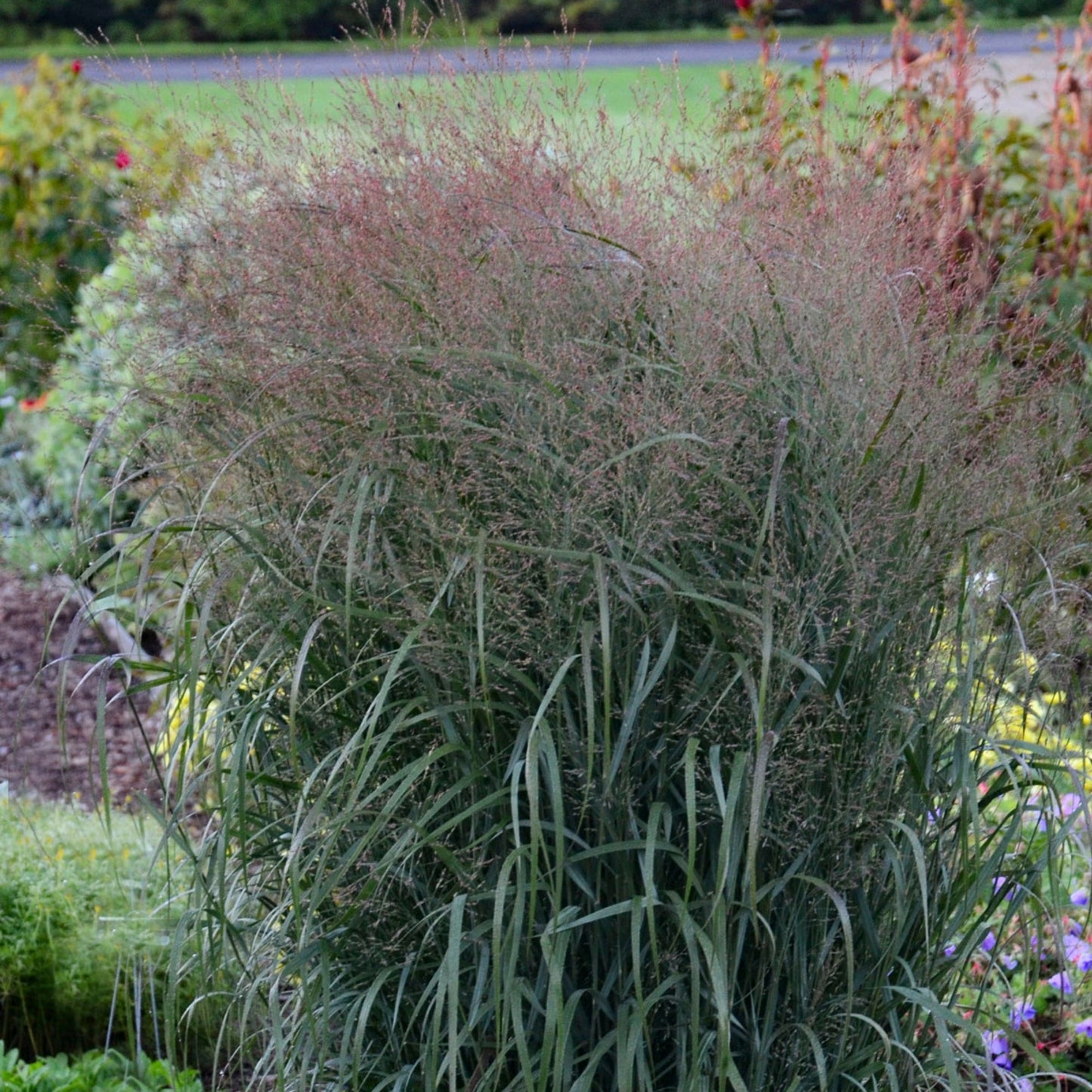 PRAIRIE WINDS® Apache Rose Switch Grass