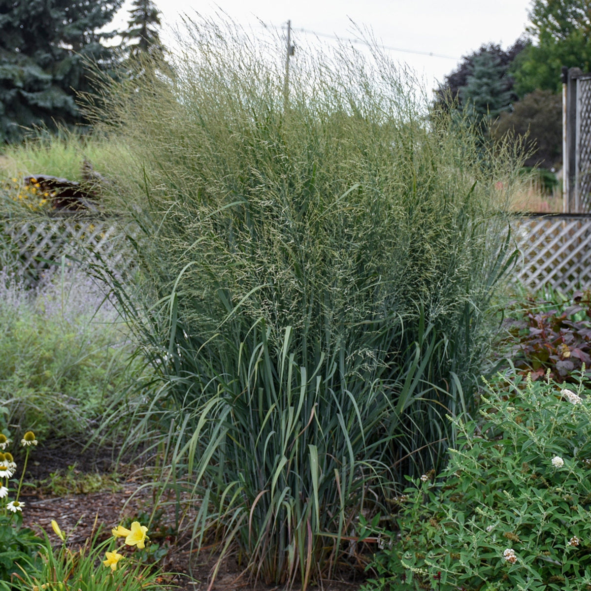 Panic érigé PRAIRIE WINDS® Totem Pole – Jardineries Botanix