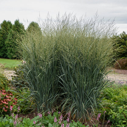 PRAIRIE WINDS® Totem Pole Switchgrass