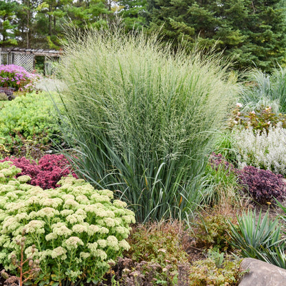 PRAIRIE WINDS® Totem Pole Switchgrass