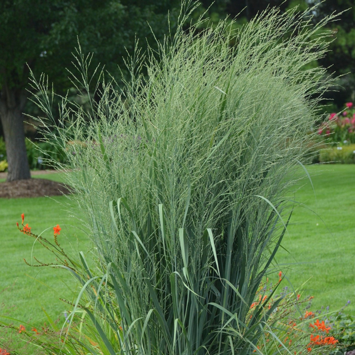 PRAIRIE WINDS® Totem Pole Switchgrass