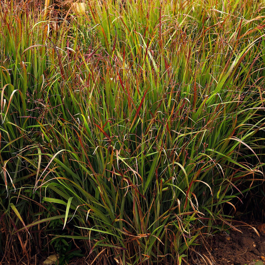 'Shenandoah' Switchgrass