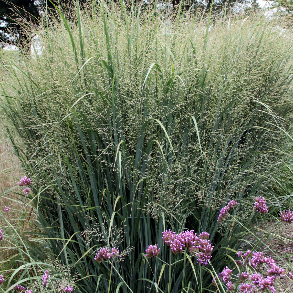 'Northwind' Switchgrass | Vertical Grass, Impeccable Structure ...
