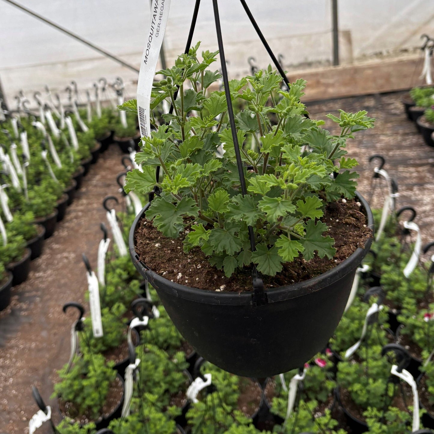 Pelargonium 'Mosquitaway Senna' – Géranium odorant Mosquitaway® Senna