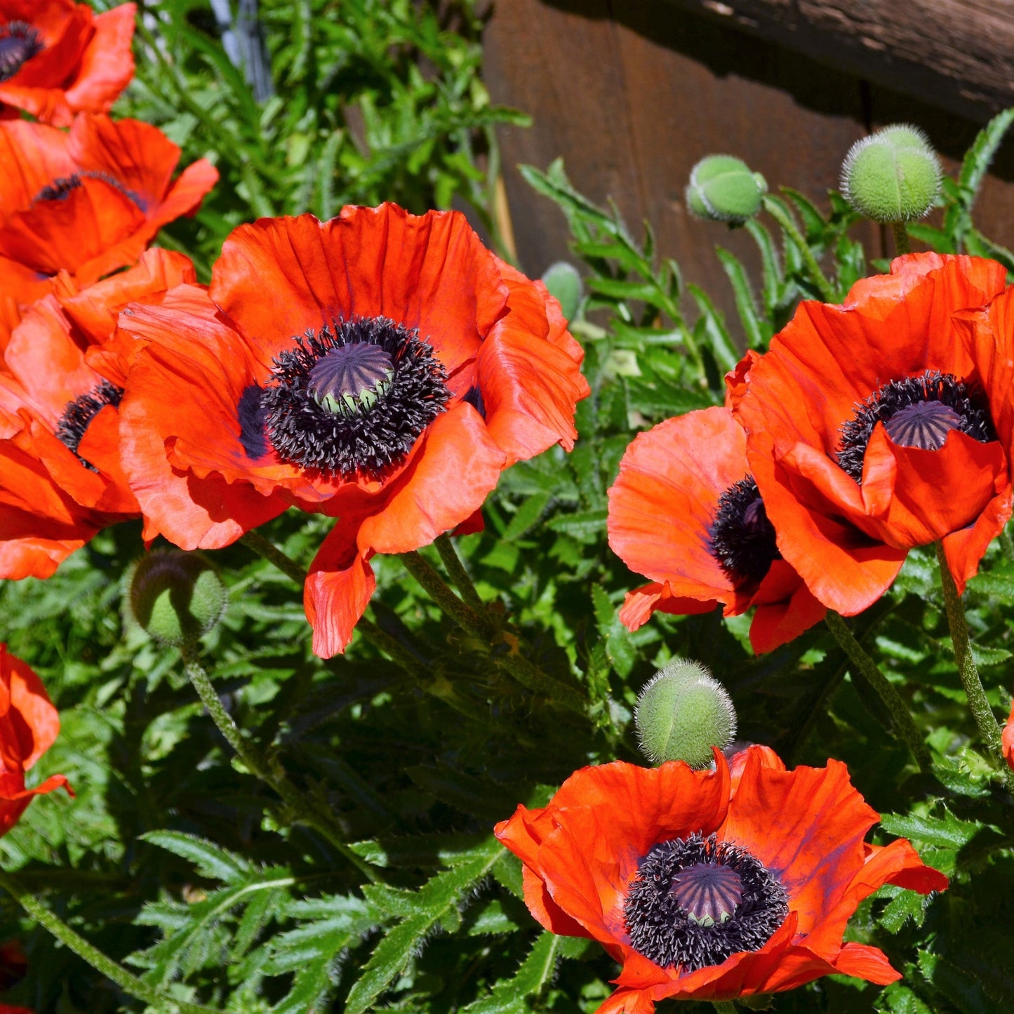 Beauty of Livermere' Oriental Poppy