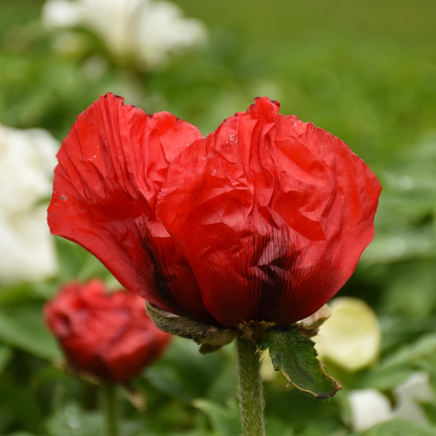 Beauty of Livermere' Oriental Poppy