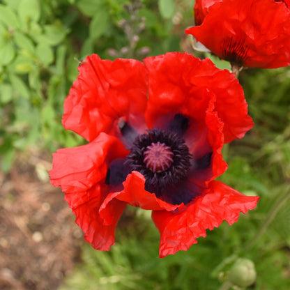 Beauty of Livermere' Oriental Poppy