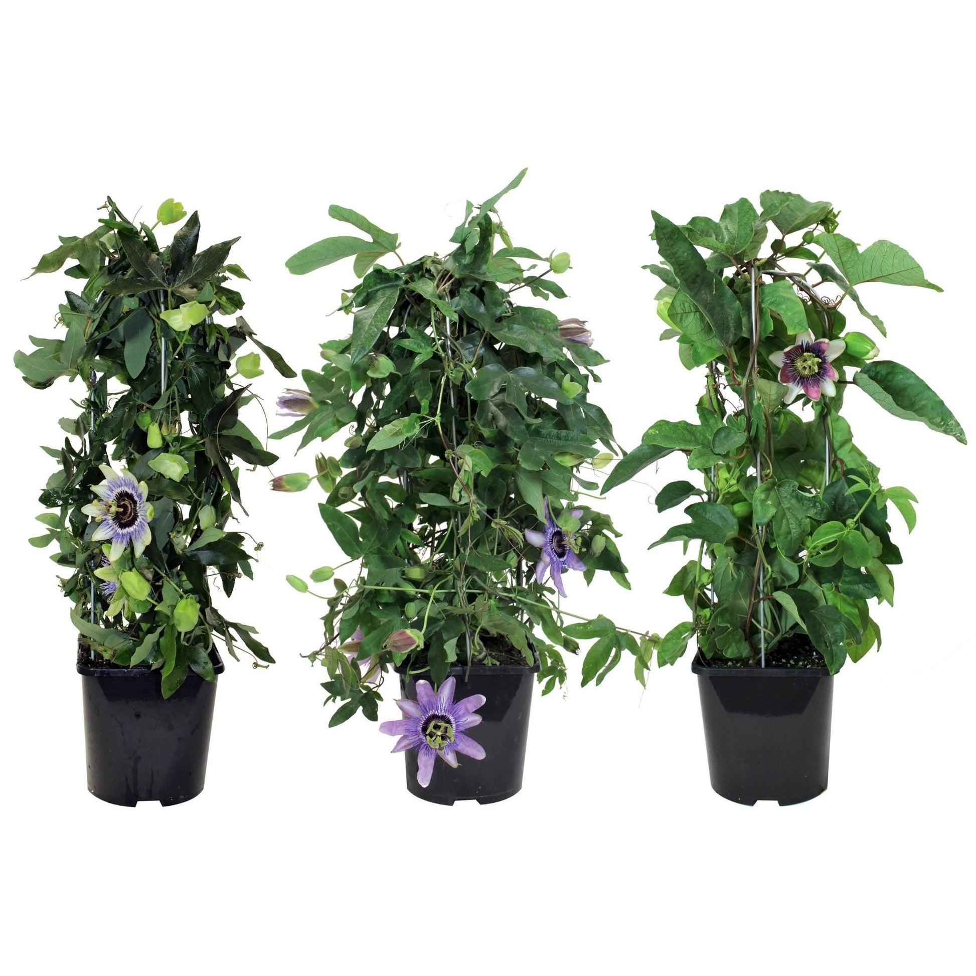 passion flower potted plant Passion Flower – Jardineries Botanix