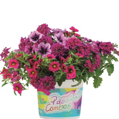 Mixed Flower Planters – Trixi® and Durabella® Collections