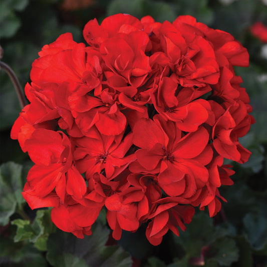 SUPER MOON™ Red Zonal Geranium