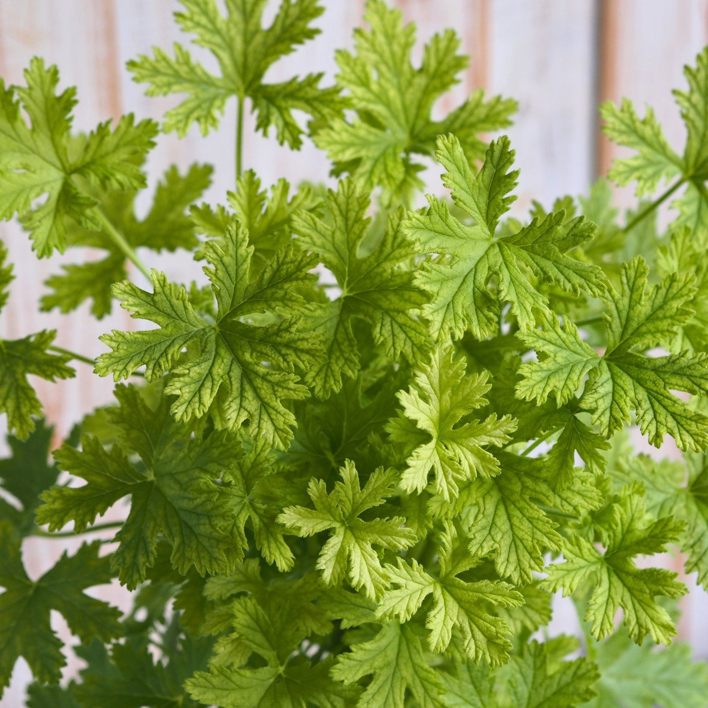 Lemon Geranium