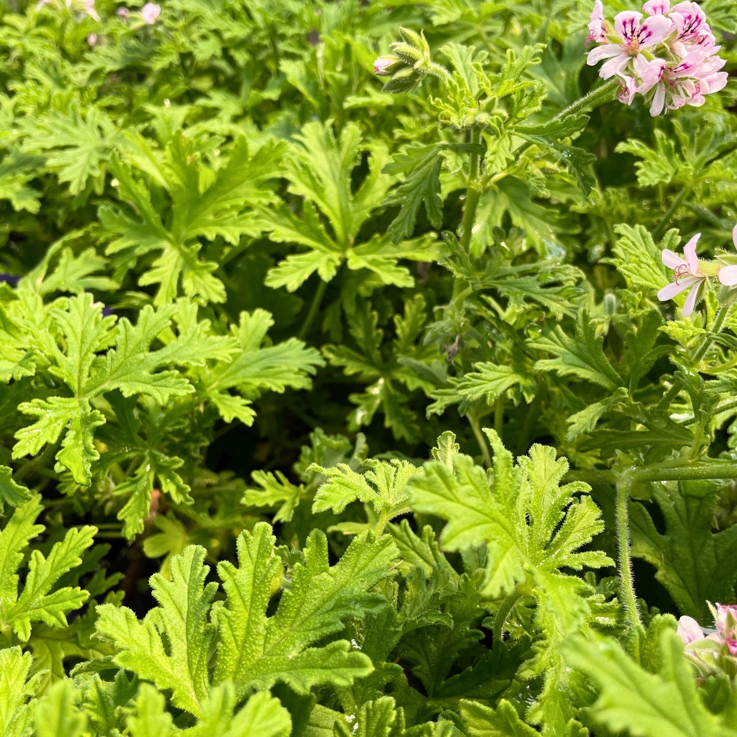 Lemon Geranium