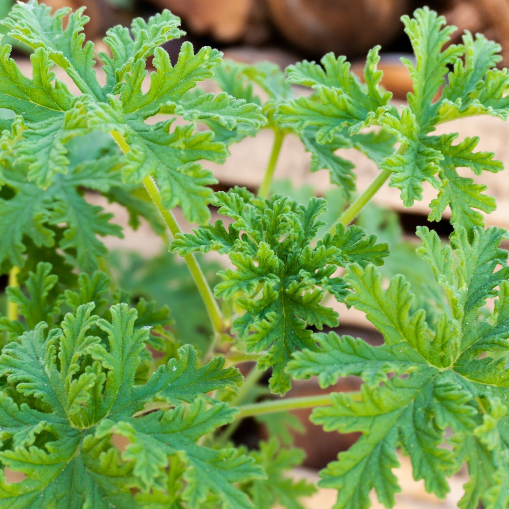 Geranium Citronne Jardiland