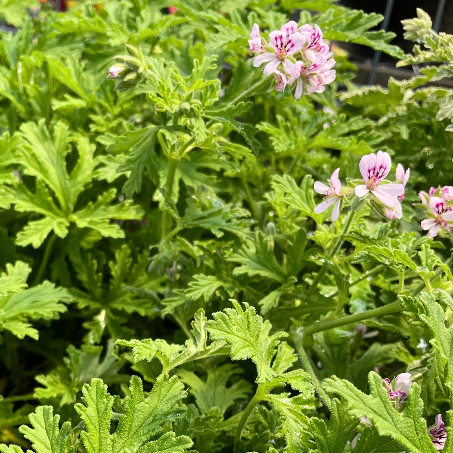 Lemon Geranium