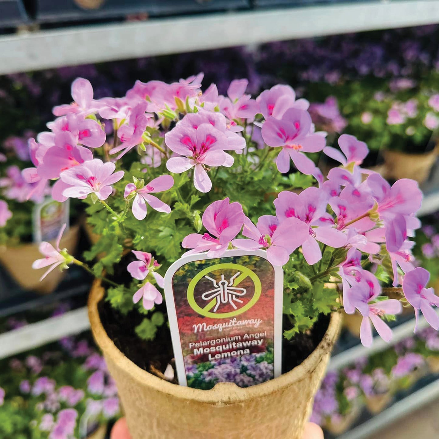 MOSQUITAWAY® Lemona Angel Pelargonium