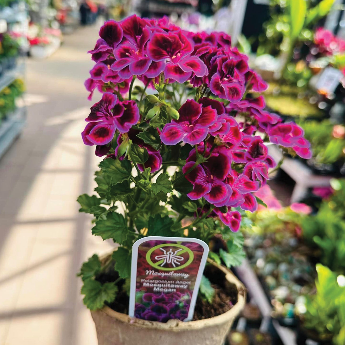 MOSQUITAWAY® Megan Angel Pelargonium