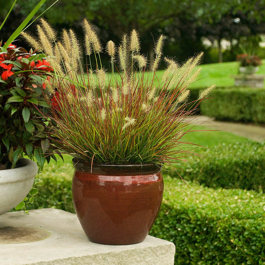 'Burgundy Bunny' Fountain Grass