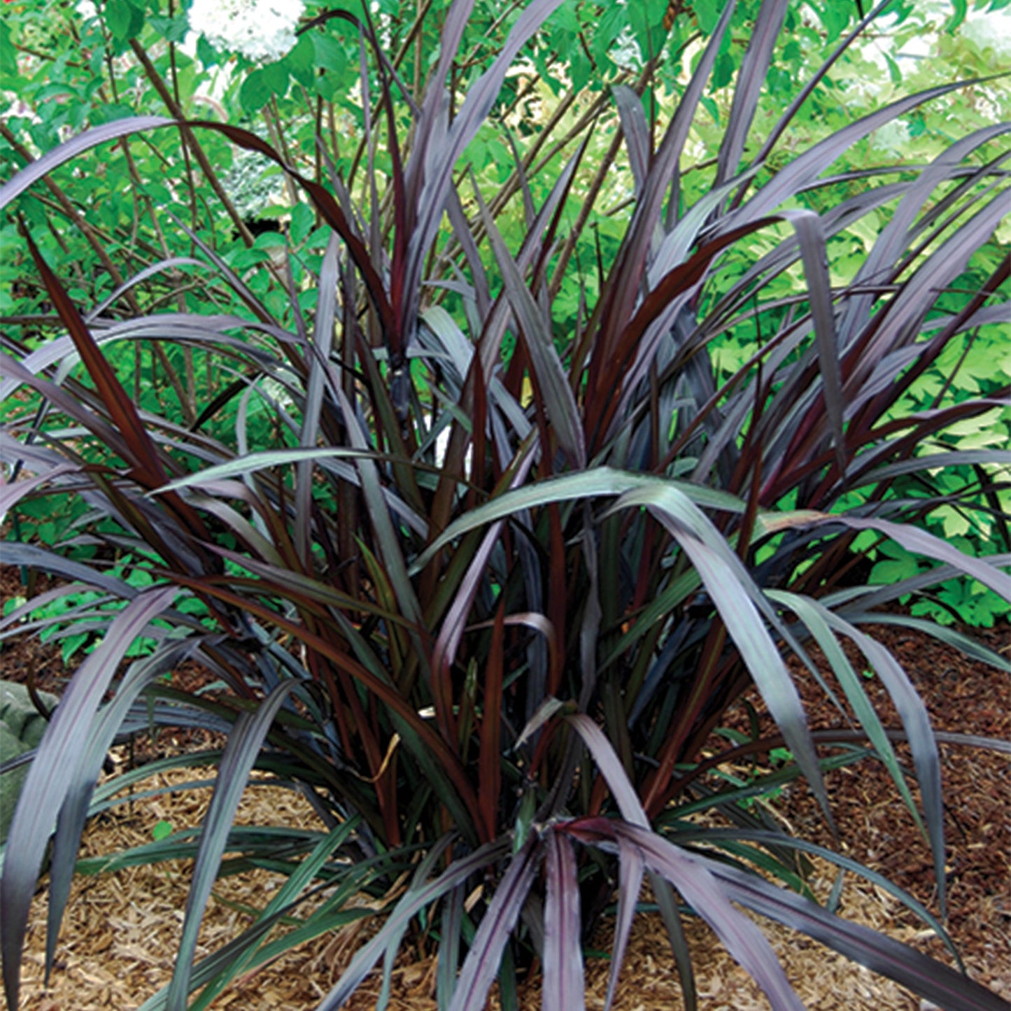 First Knight™ Fountain Grass