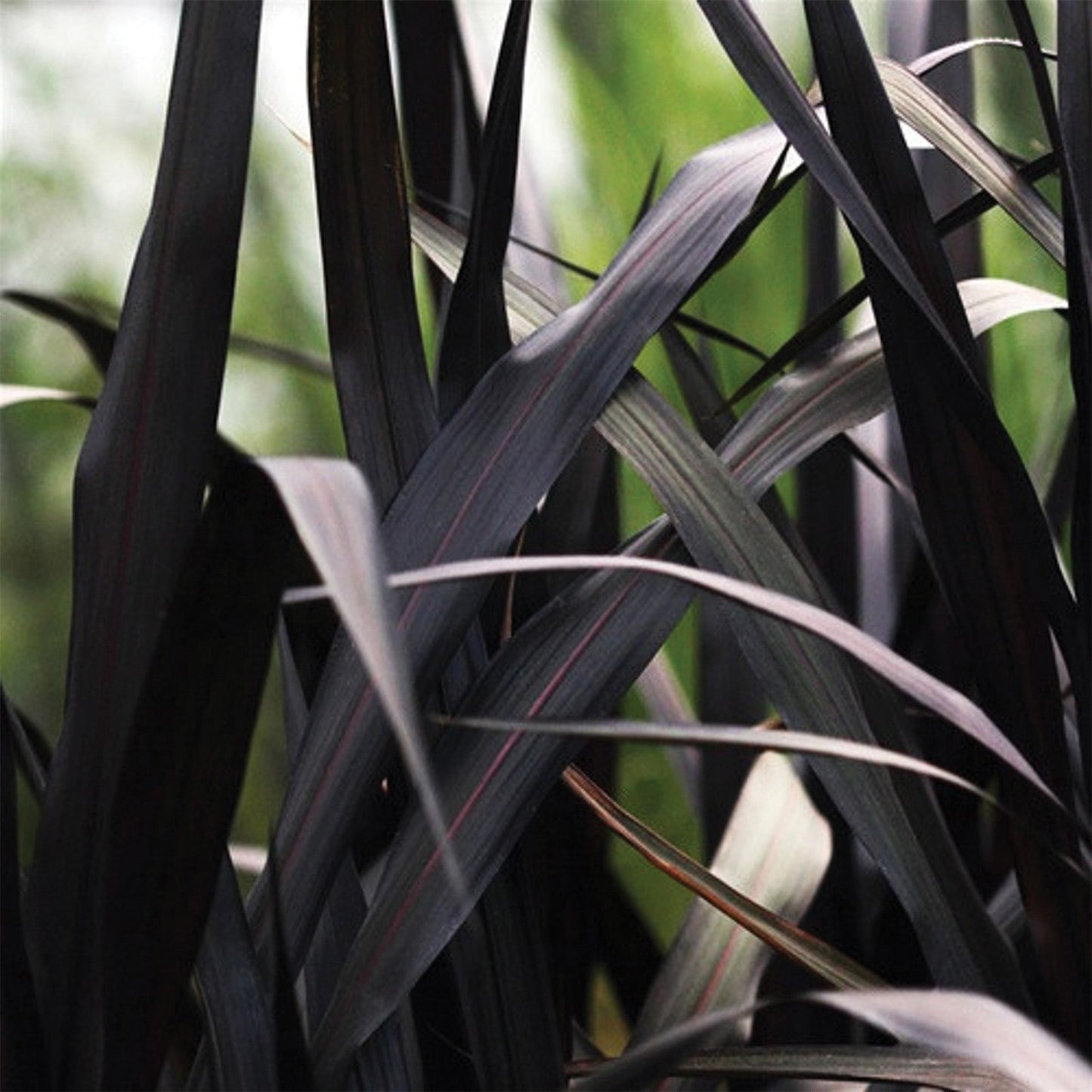 First Knight™ Fountain Grass