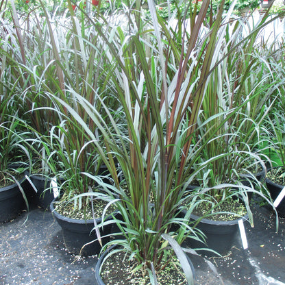 First Knight™ Fountain Grass